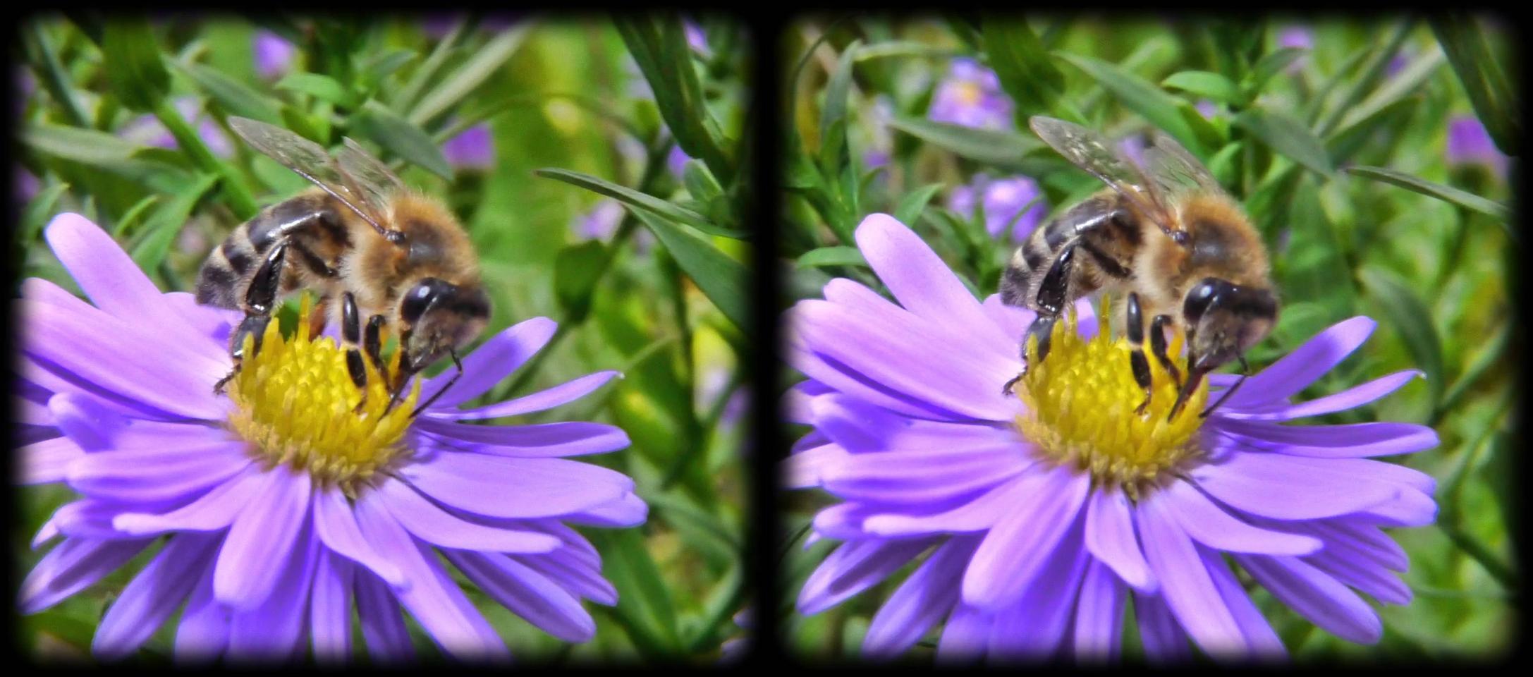 Another (or the same) Bee on a Flower