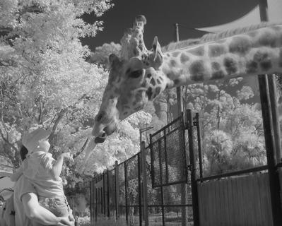 Feeding the Giraffe (IR)