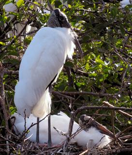 Wood Storks Nesting 2021