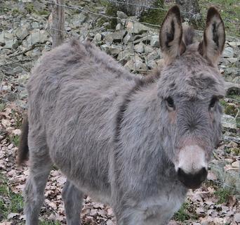 Young Cotentin donkey