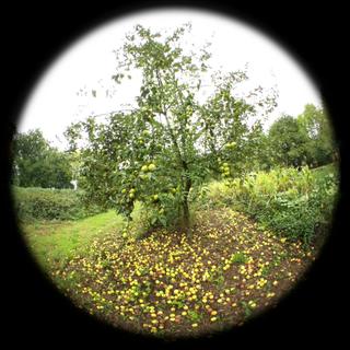 Apple tree fisheye test