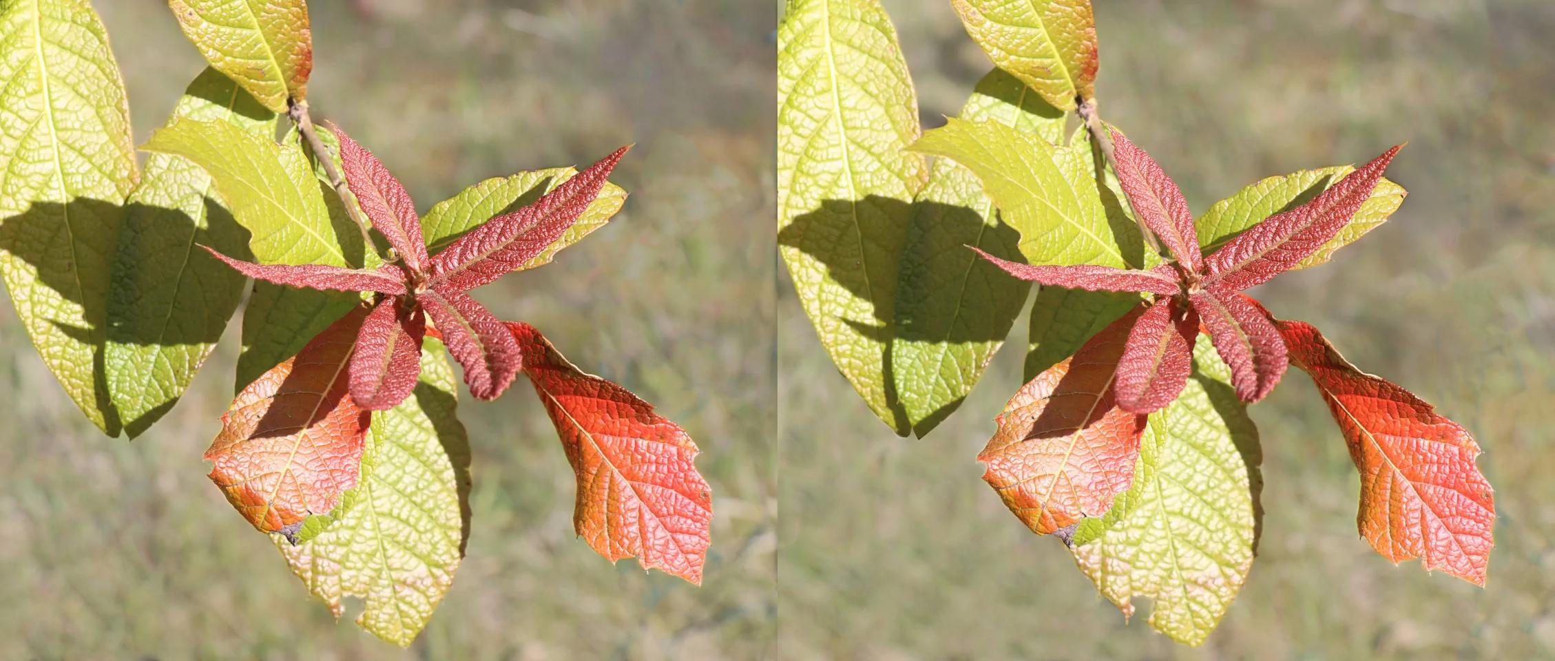 Quercus (chêne) rysophylla