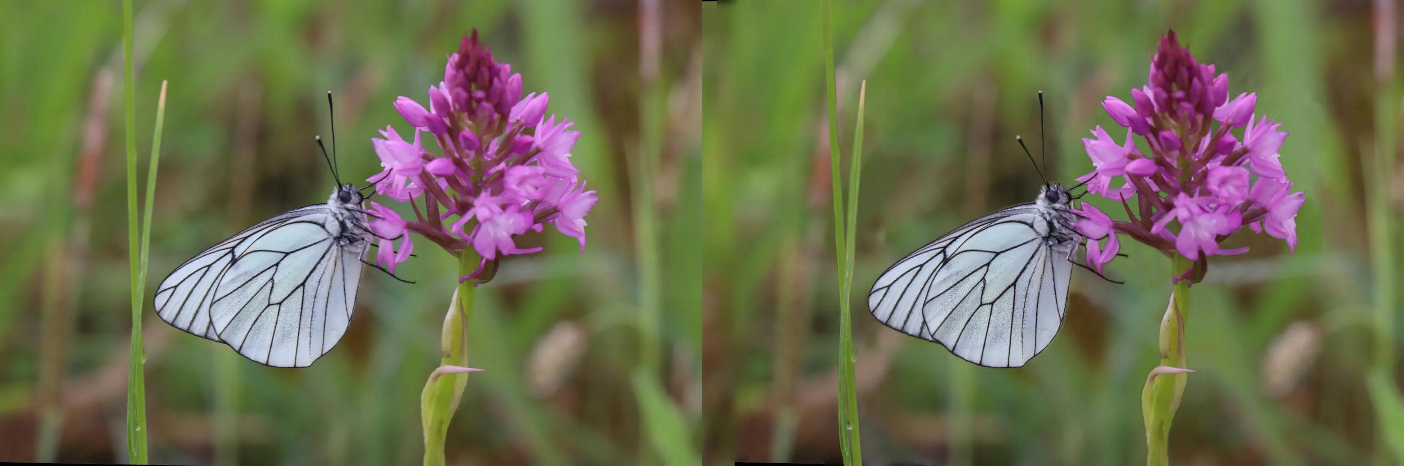 Papillon sur Orchis pyramidale(fr) - Butterfly on pyramidal orchid (en)