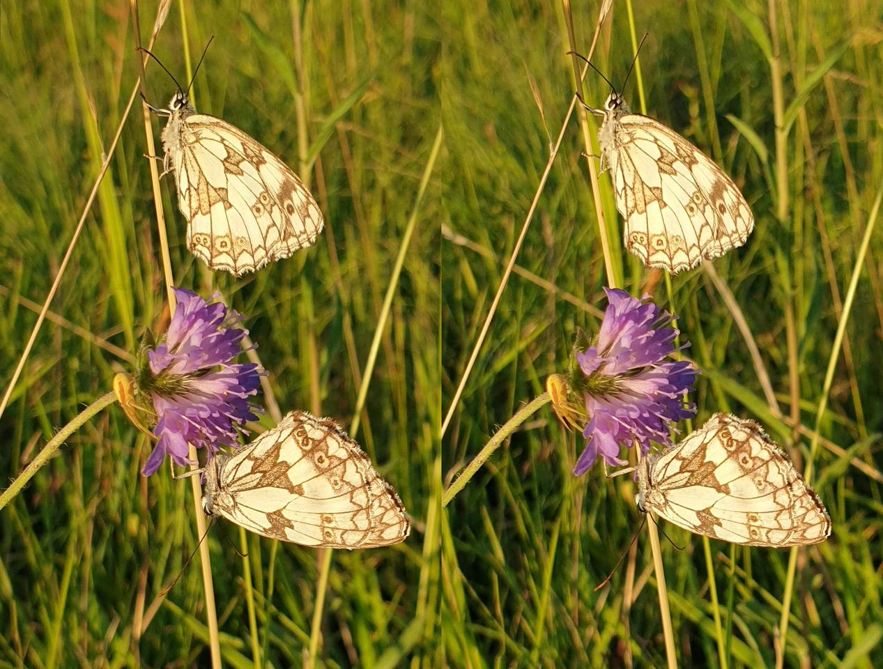 Butterflies in the evening light