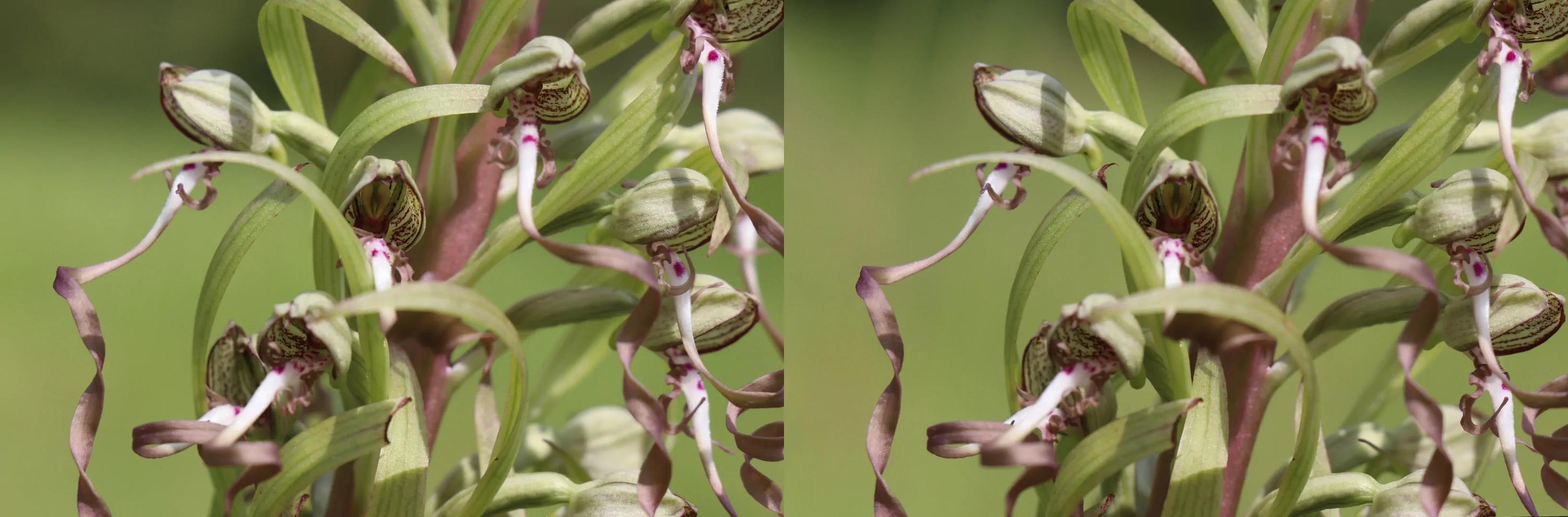 Orchis Bouc - Goat orchid