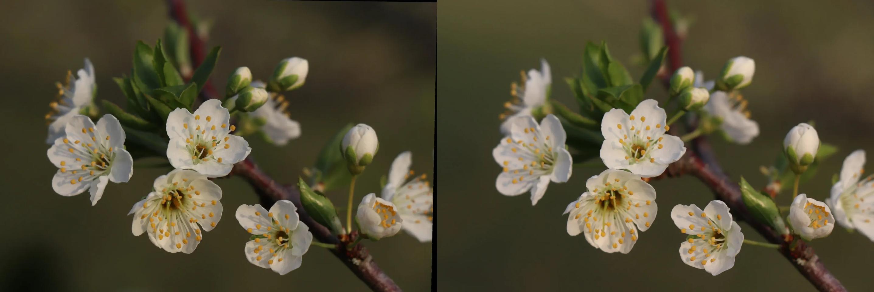 Spring announcement - small branch of plum tree