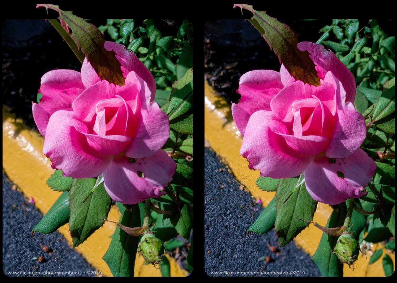 Pink Rose - Yellow Curb