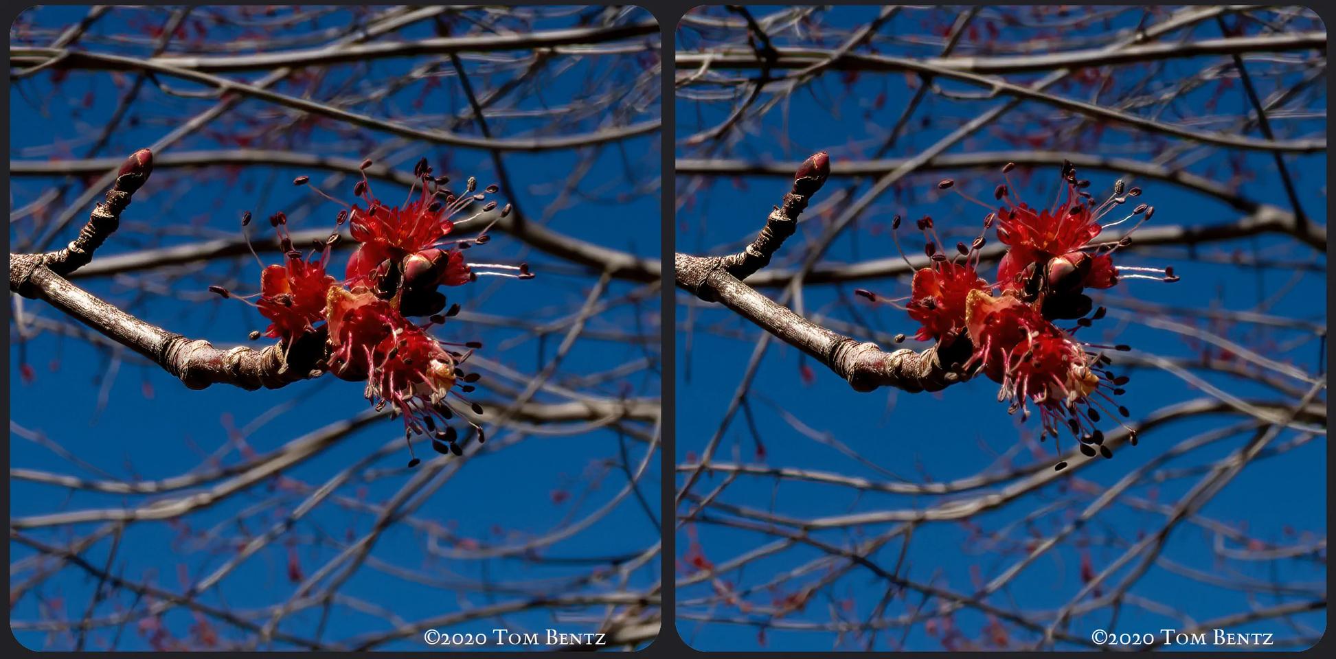 Buds & Blossoms 2