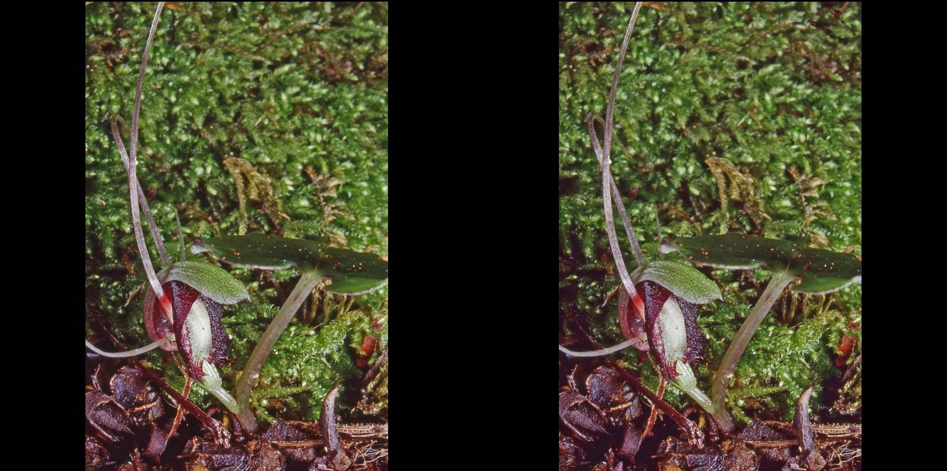 Corybas sanctigeorgeanus