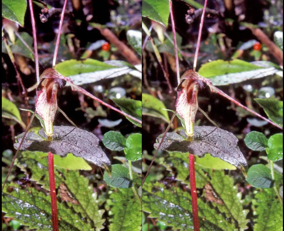 Corybas acuminatus