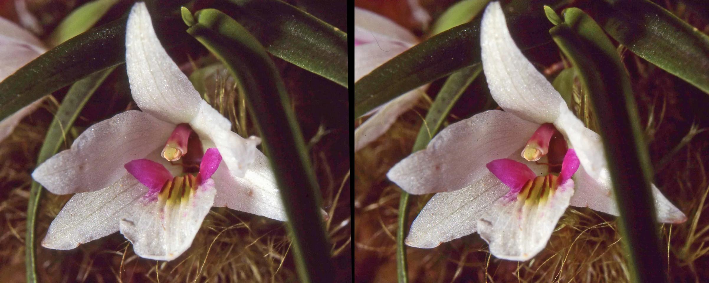 7 Dendrobium cunninghamii