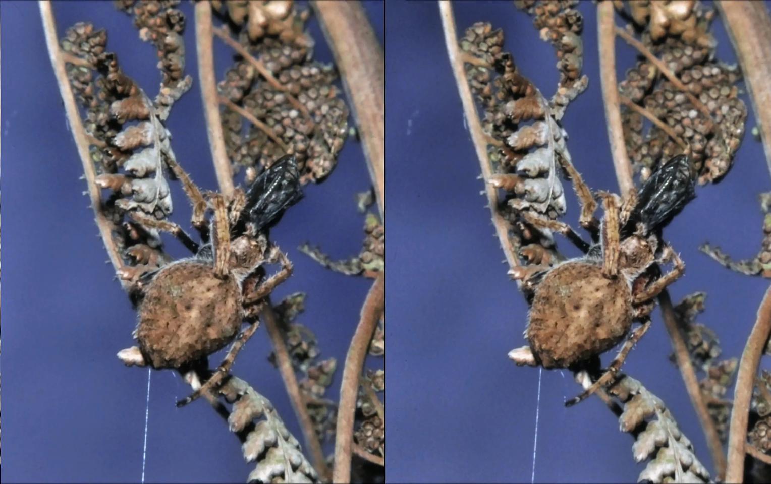 Nurseryweb spider eating fly