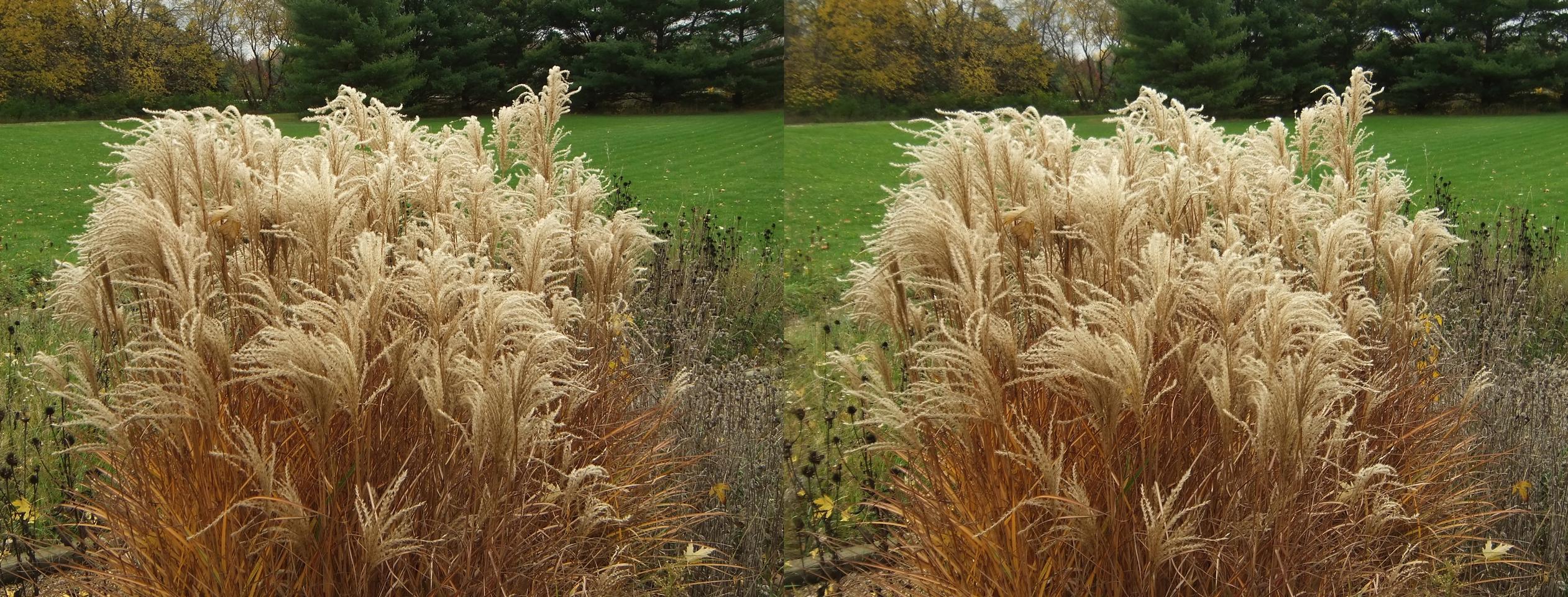 Ornamental grass in autumn