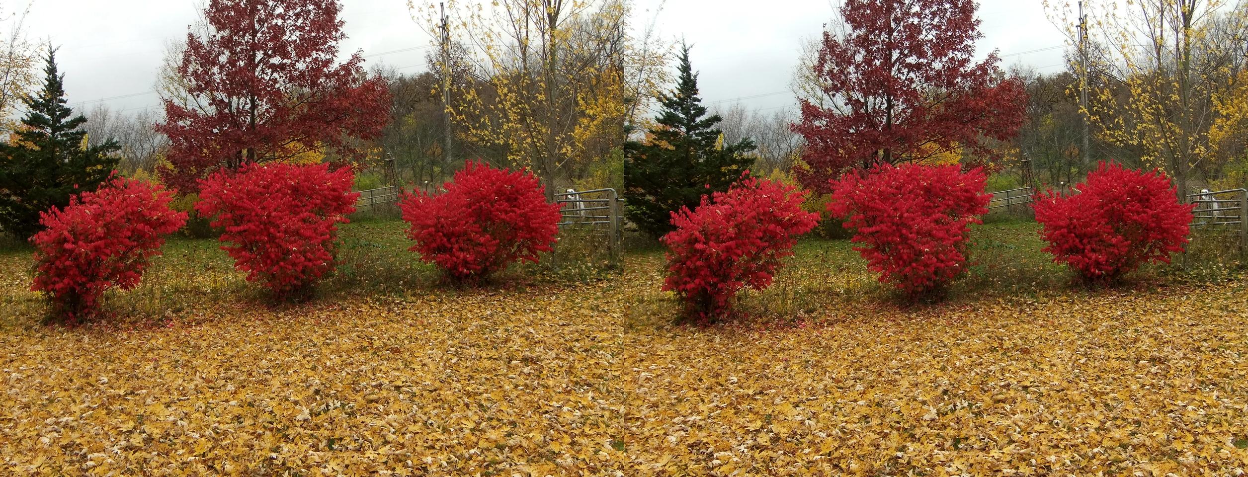 Dwarf burning bushes in autumn