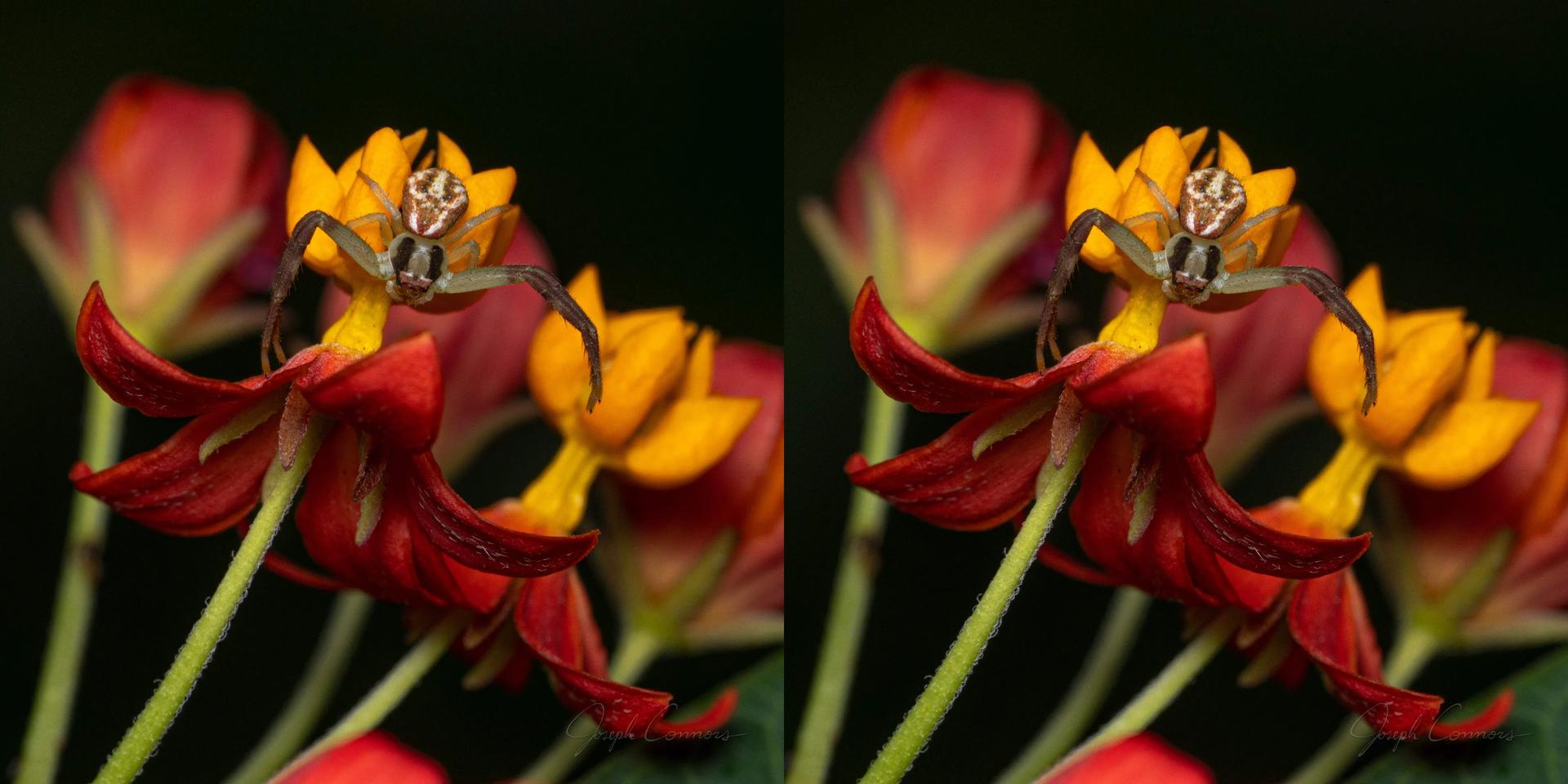 Crab Spider