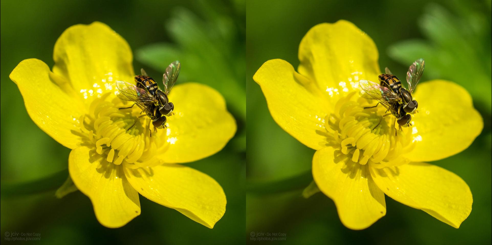 Mating Hoverflies