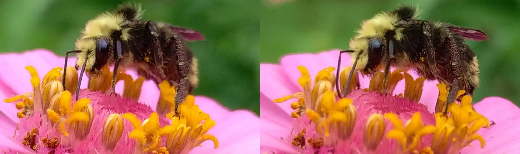 Collecting pollen.