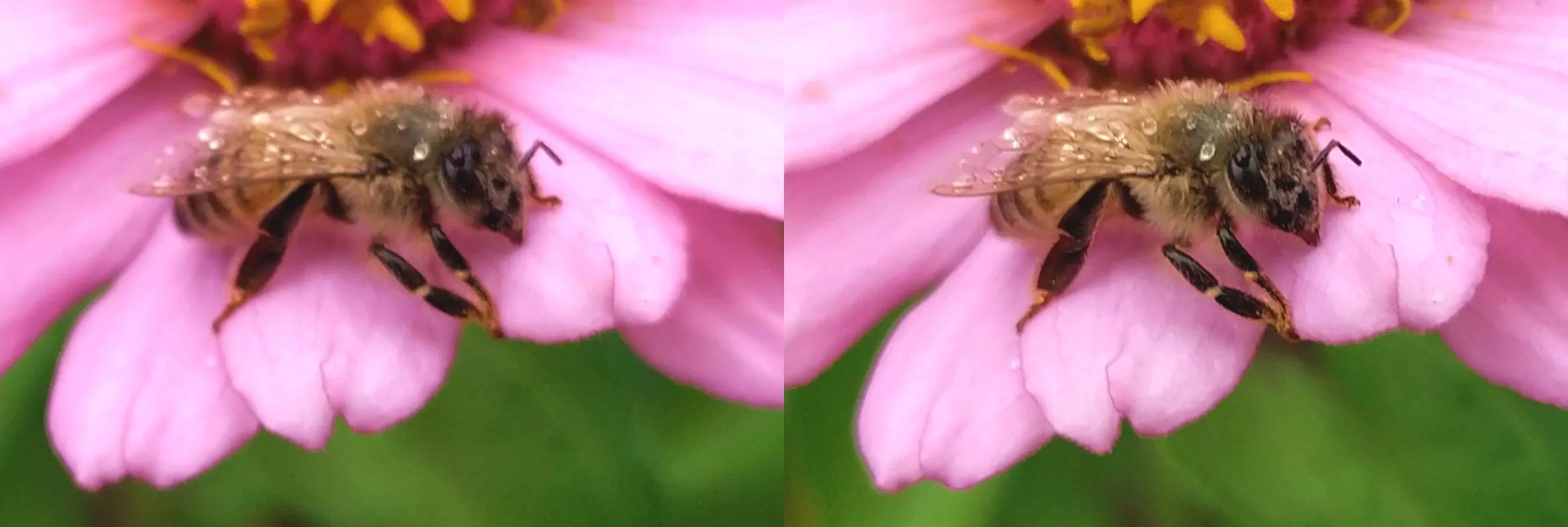 Bee with raindrops