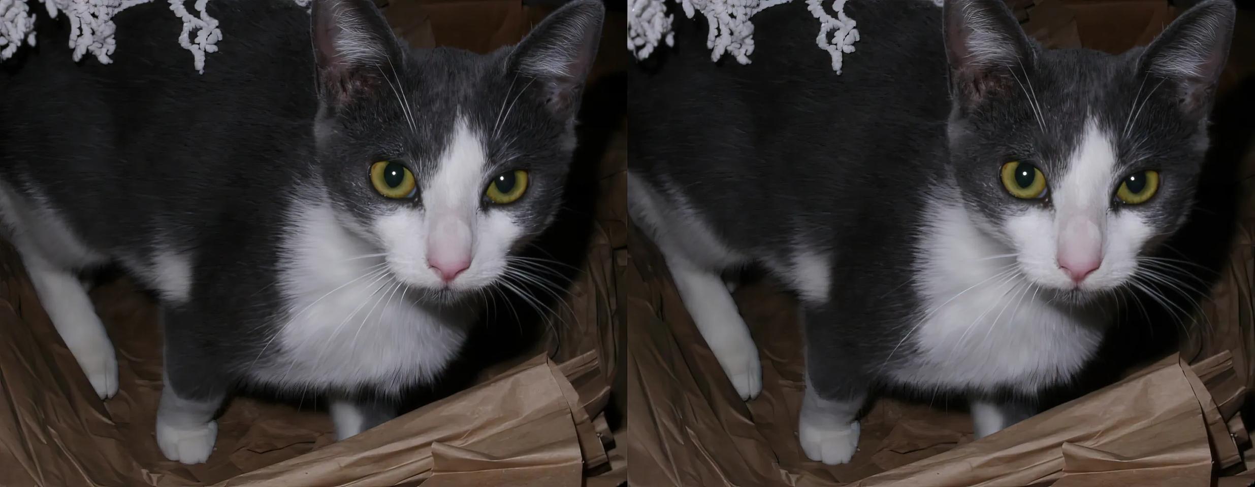 Kittens Love Boxes