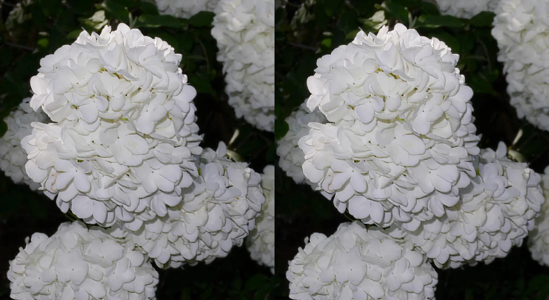 Snowball Bush Flowers - Matured Color