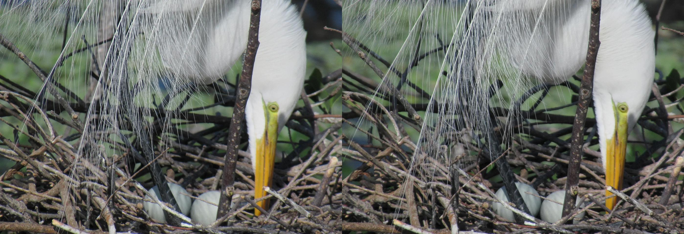Great Egret Tending Her Nest