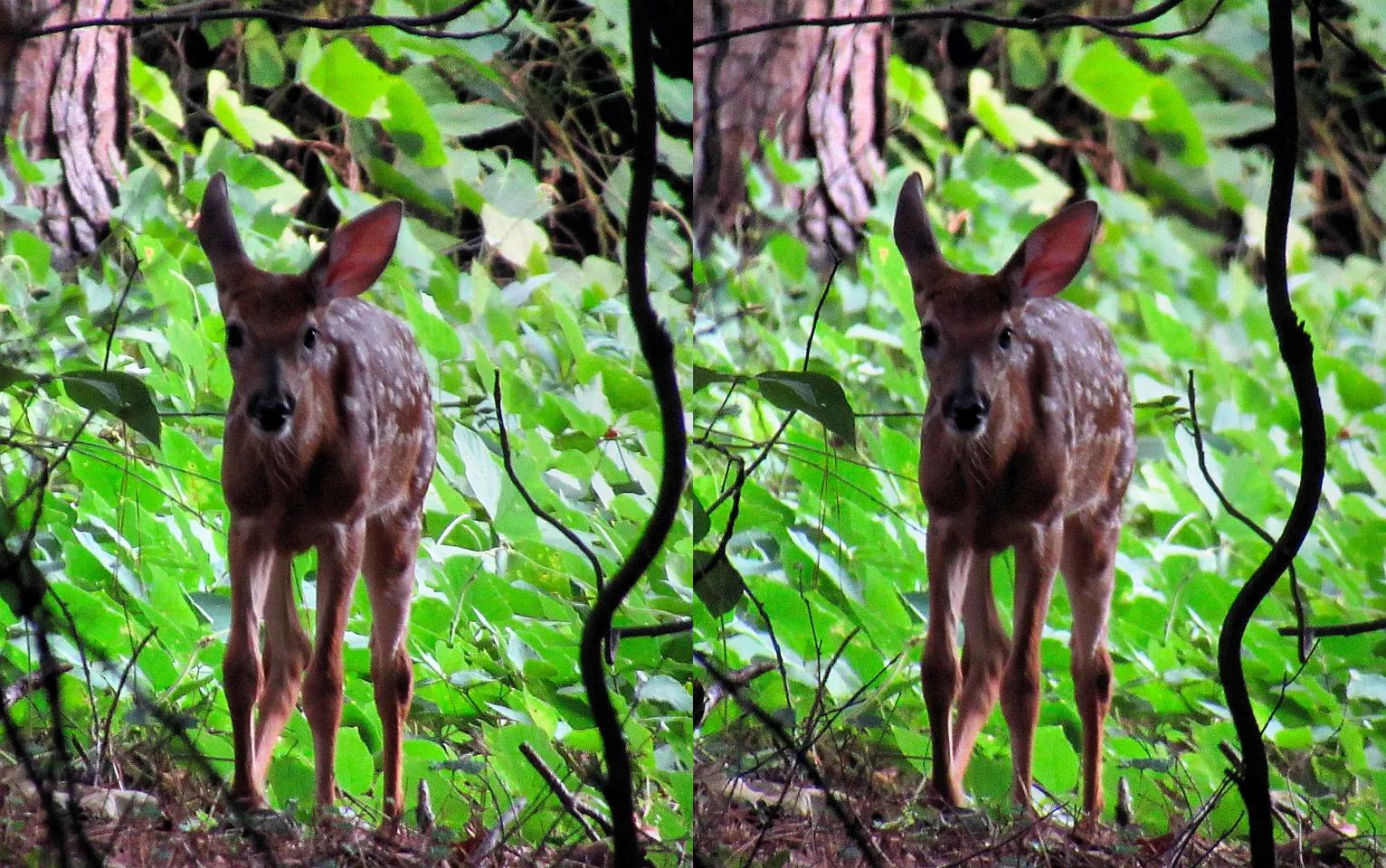 Fawn at Dusk in the Woods