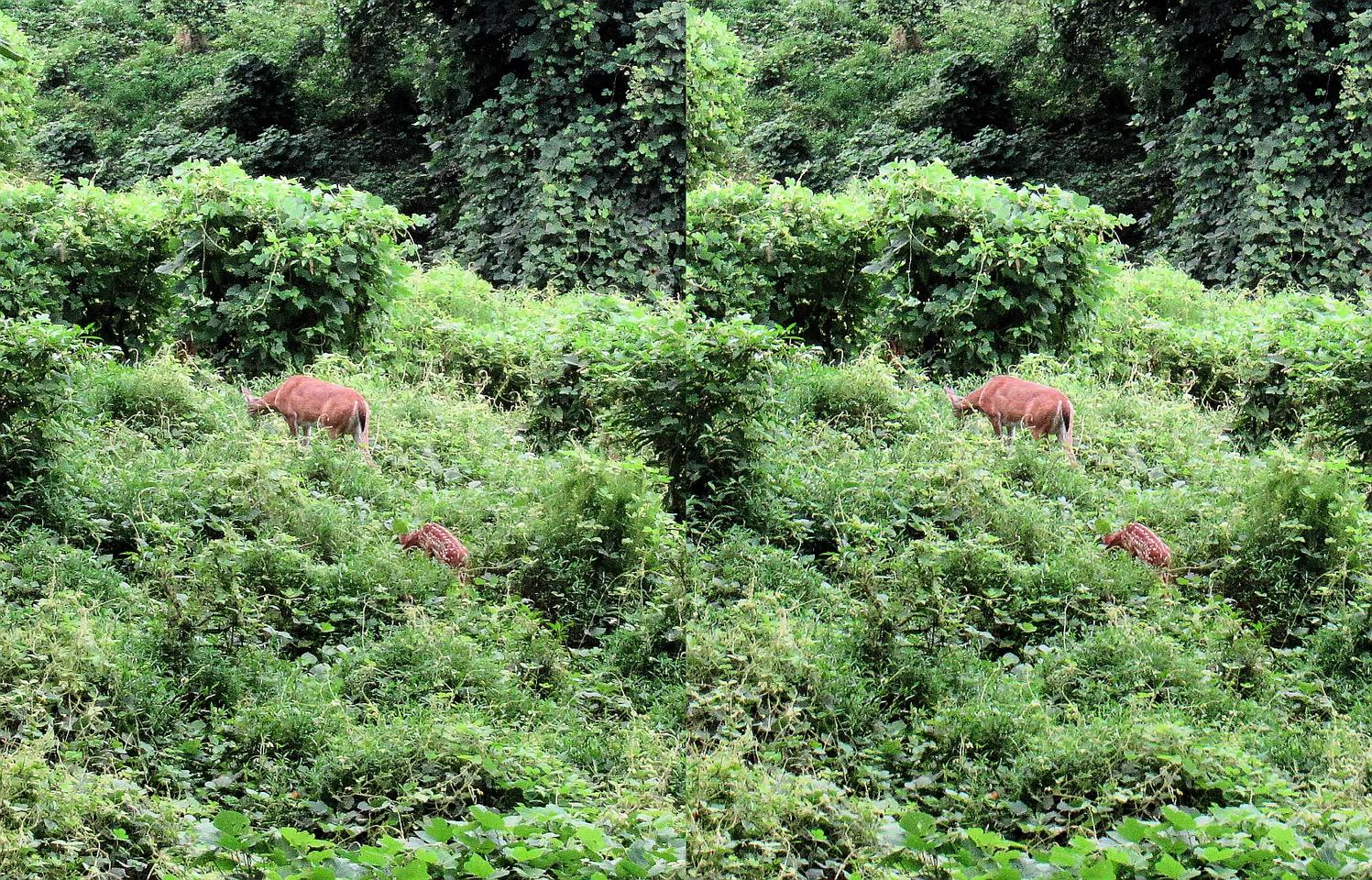 Doe & Fawn Grazing at Dusk