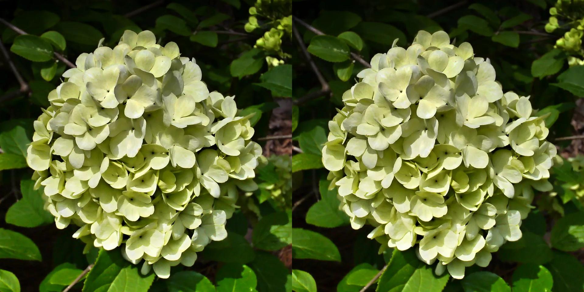 Snowball Bush Flower