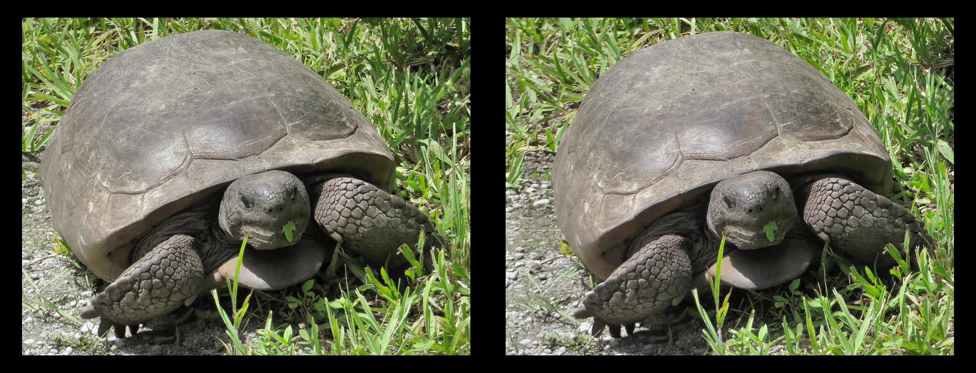 Gopher Tortoise (7/3/2020)