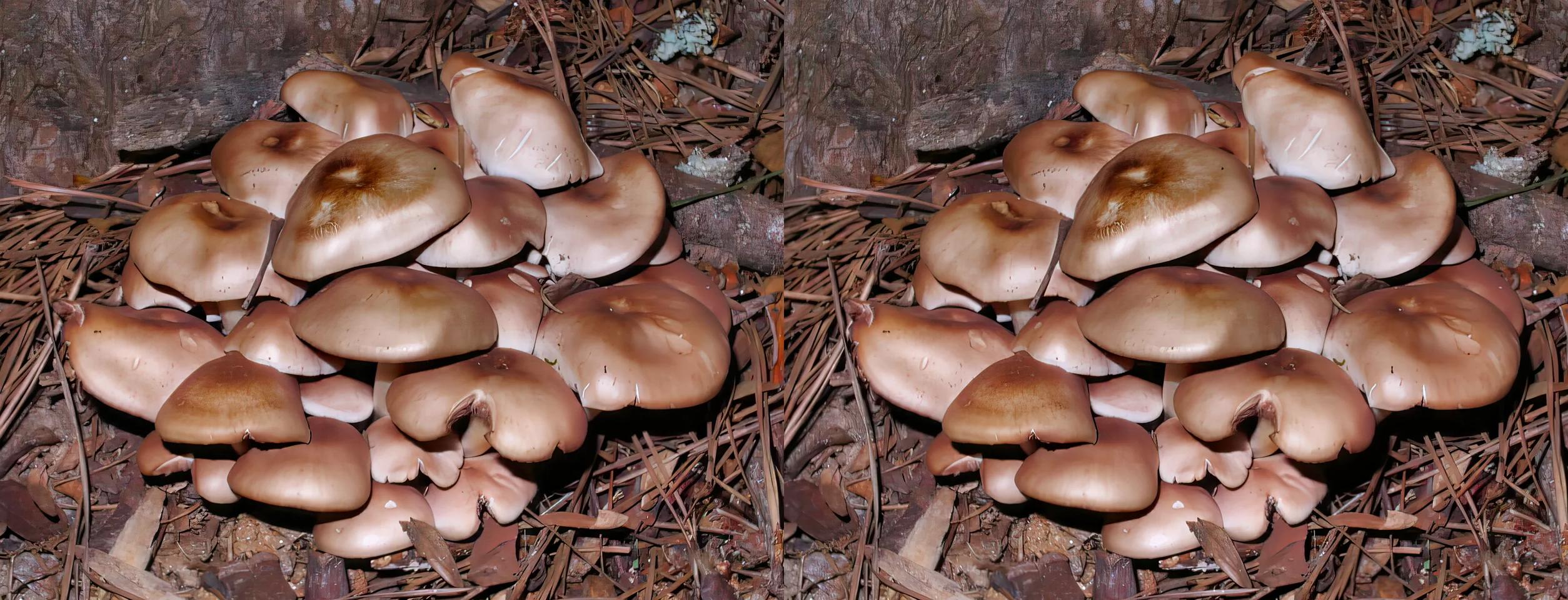 Mushroom Cluster 2