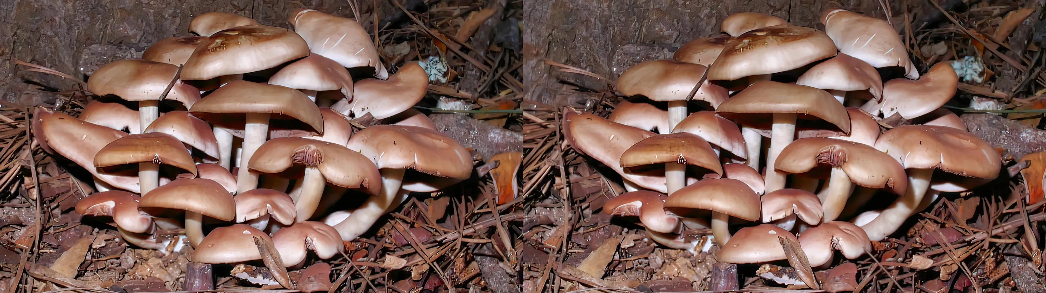 Mushroom Cluster 1