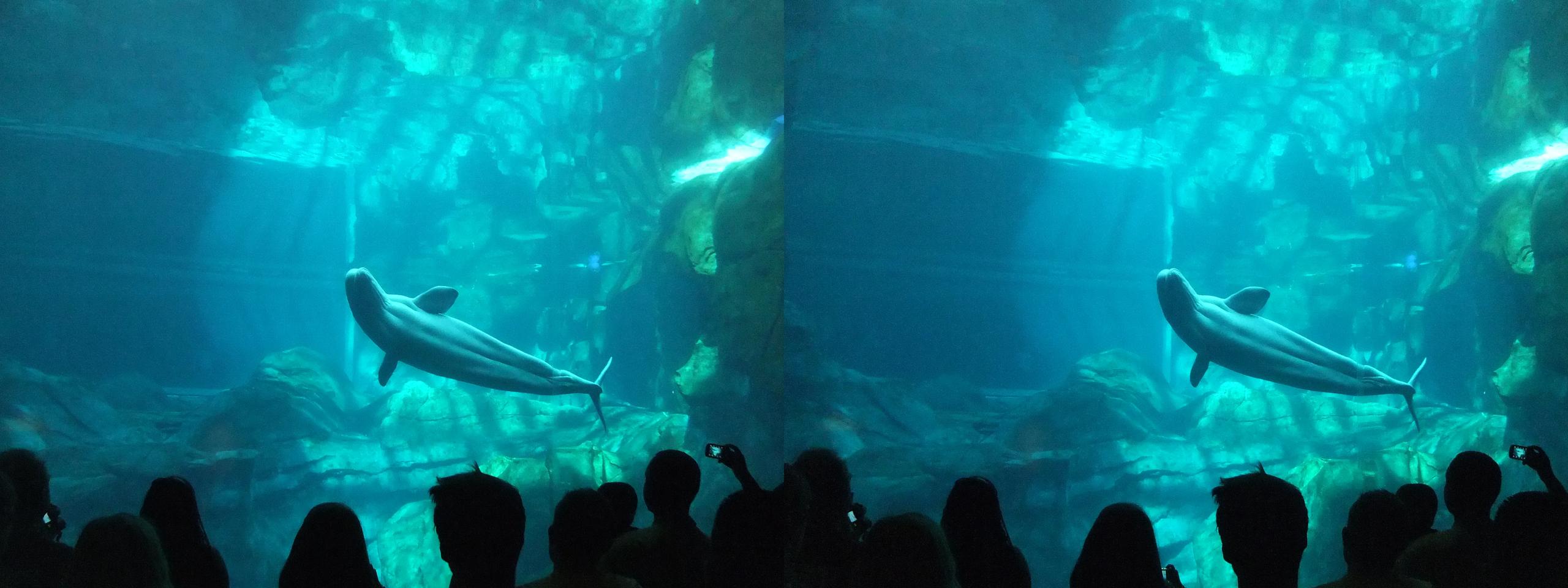 Beluga whale swimming in a tank at the Atlanta City Aquarium in Atlanta, Georgia