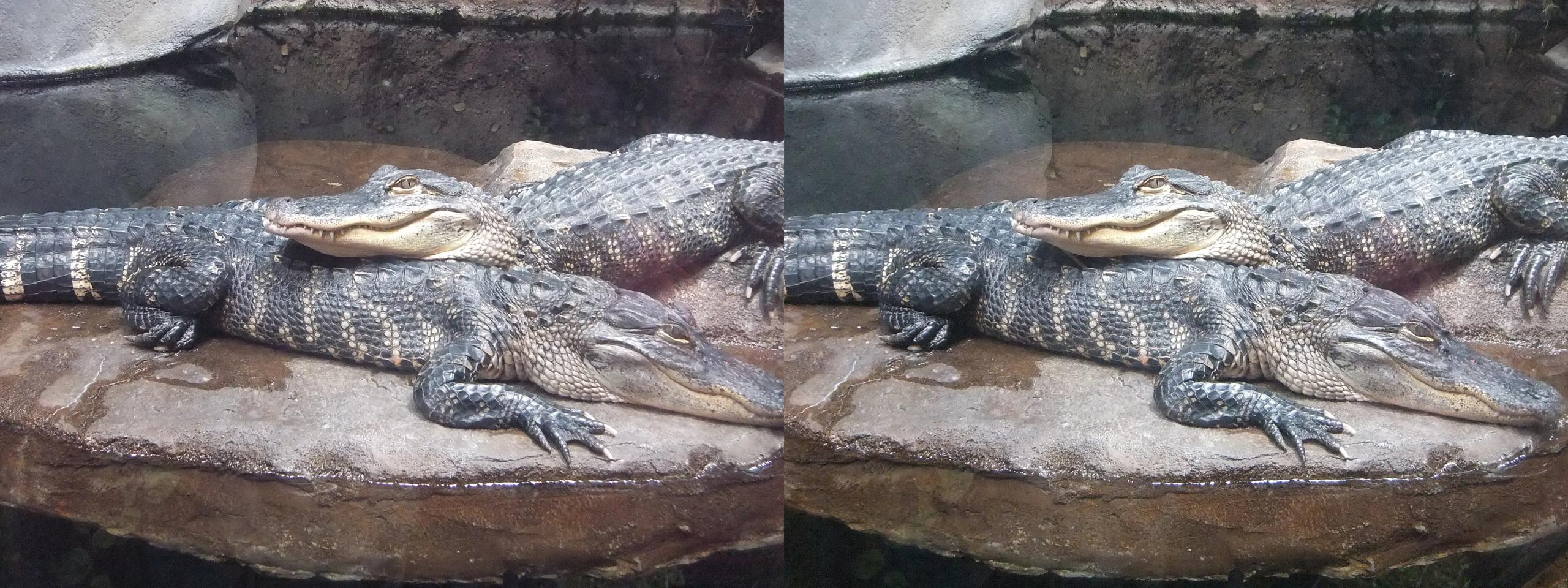 American Alligators at the Georgia Aquarium in Atlanta, Georgia - March 2010