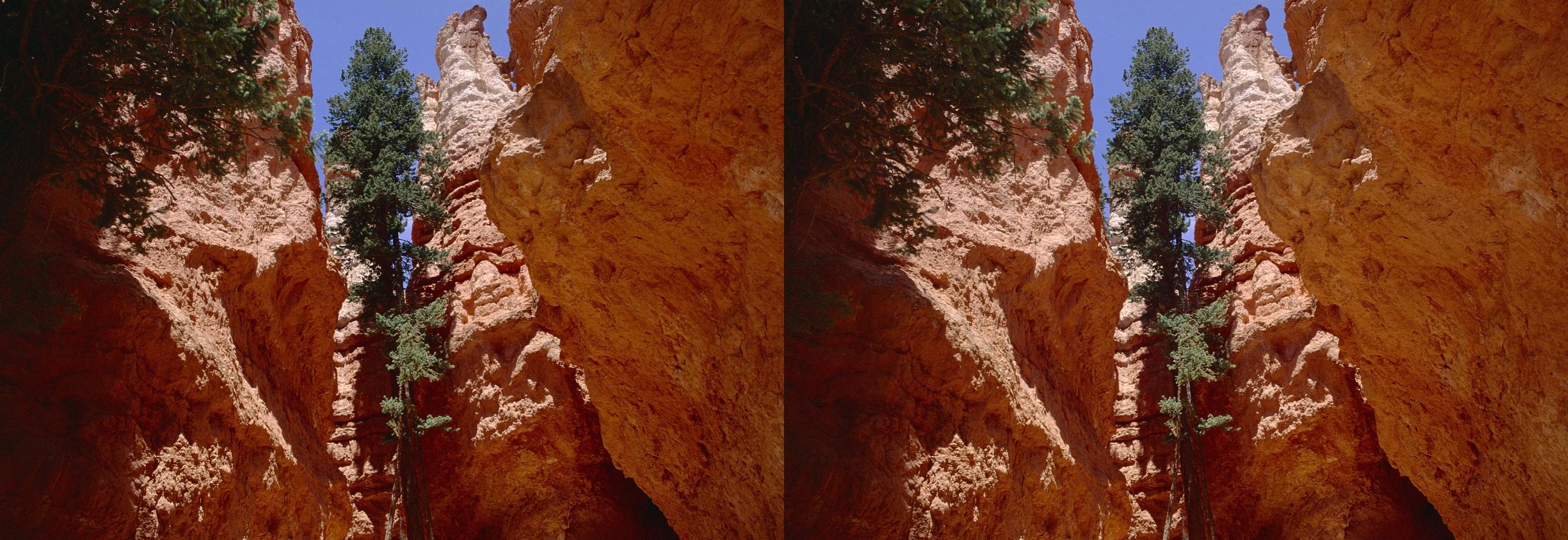 Ponderosa pine tree growing in a narrow canyon at Bryce Canyon National Park