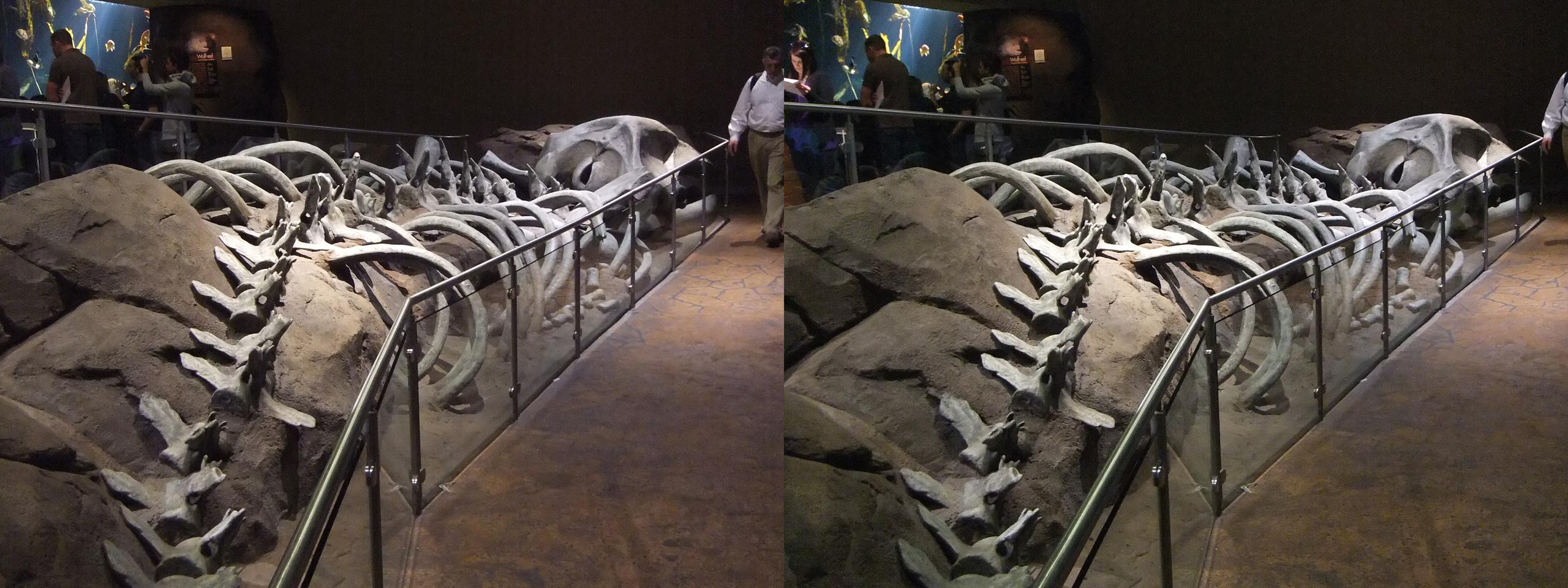 Whale skeleton at the Atlanta City Aquarium in Atlanta, Georgia