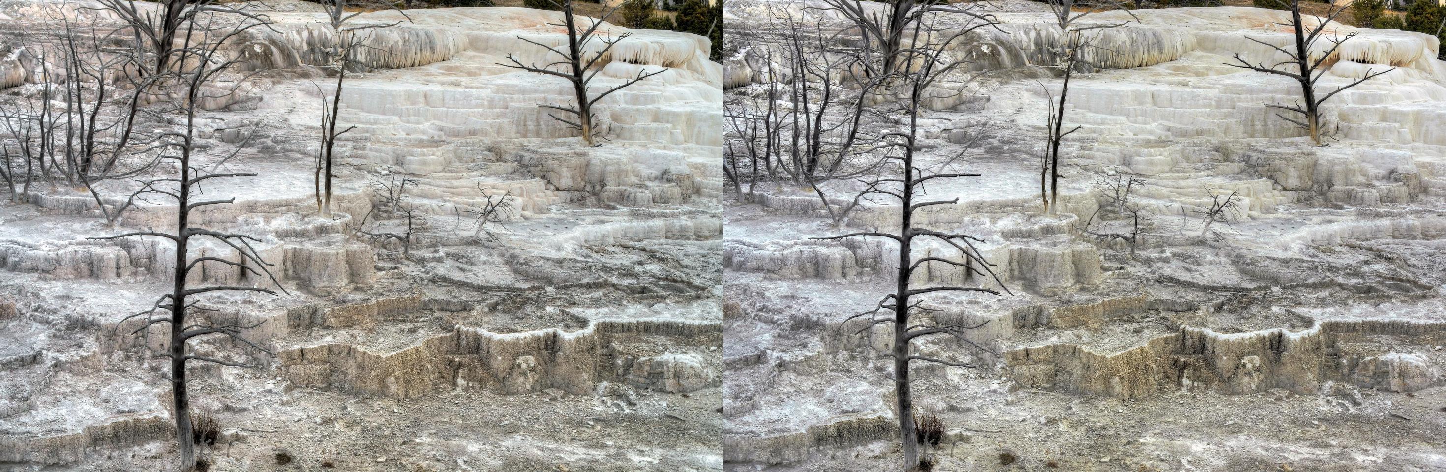 Dead springs, dead trees-   Mammoth Springs, Yellowstone