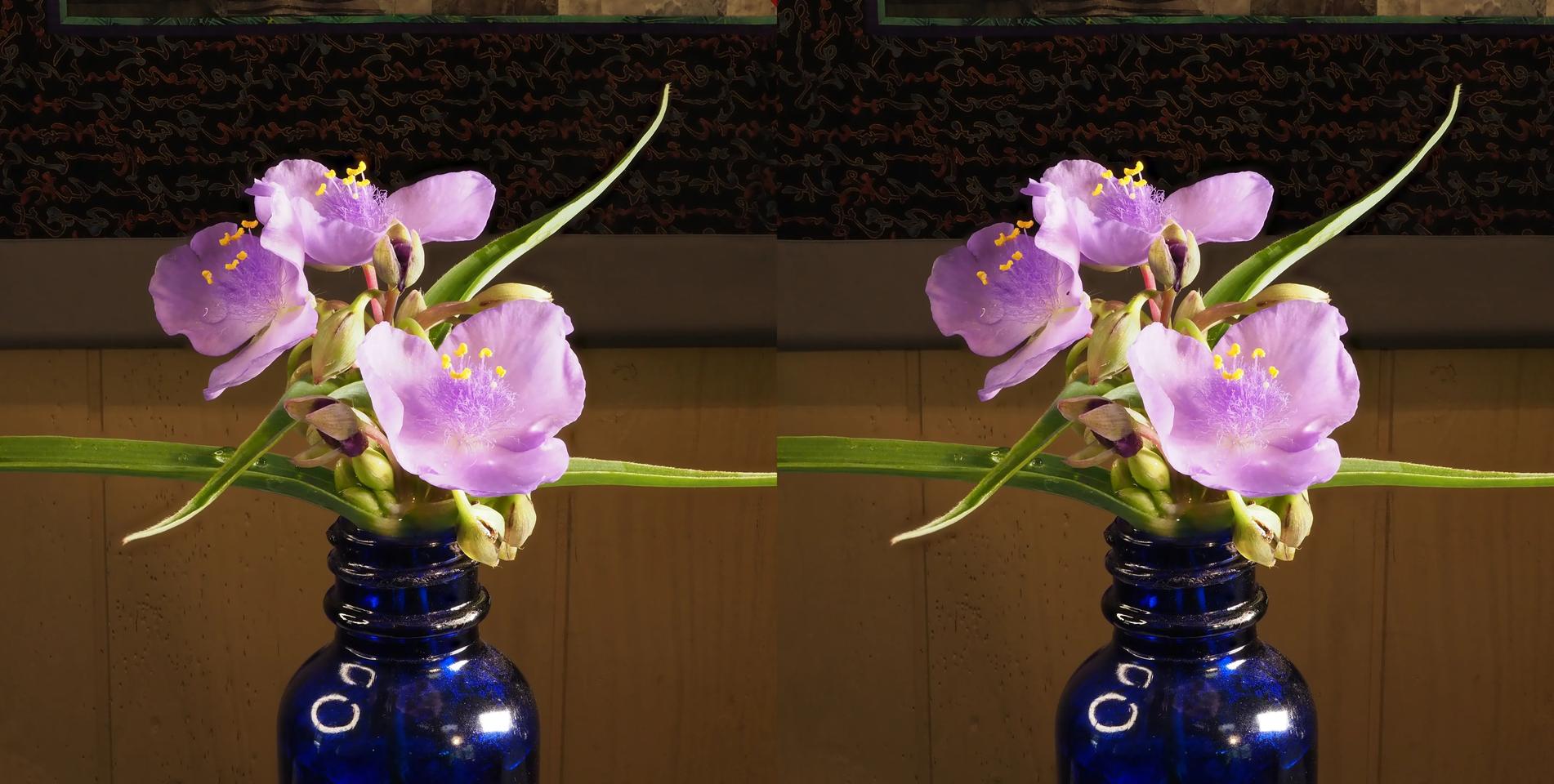 Spiderwort cha-cha