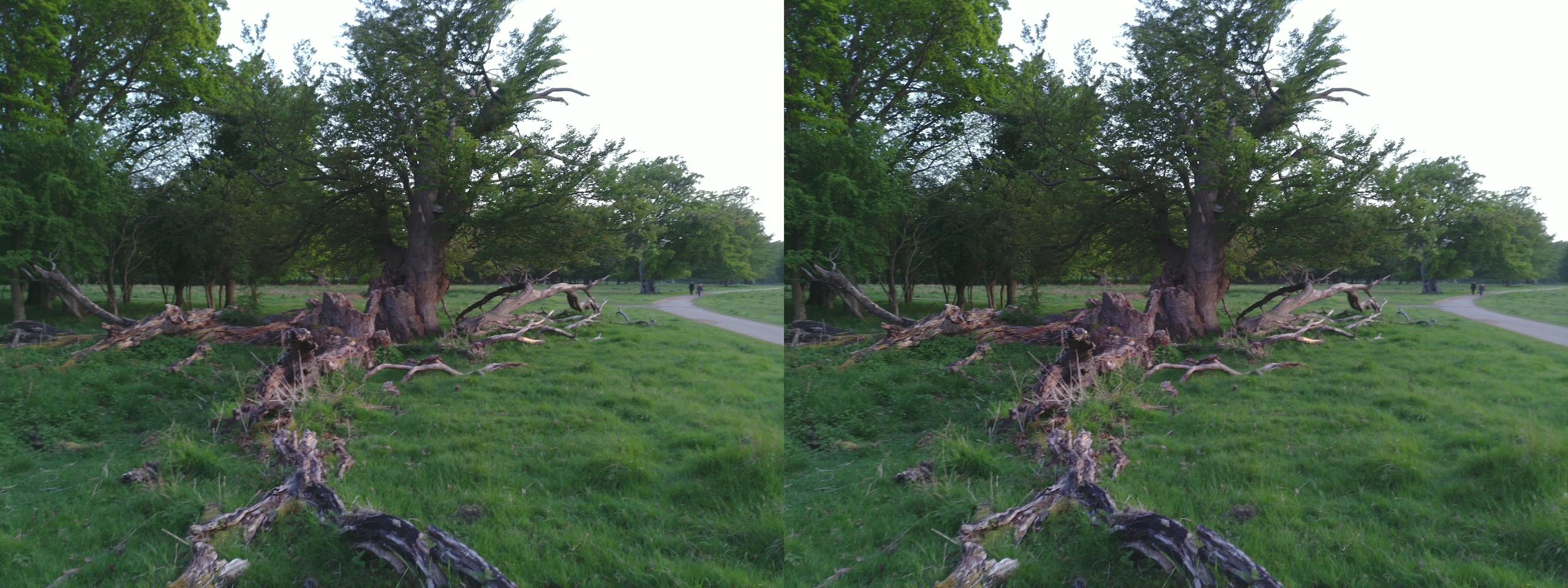 Fallen Tree 2