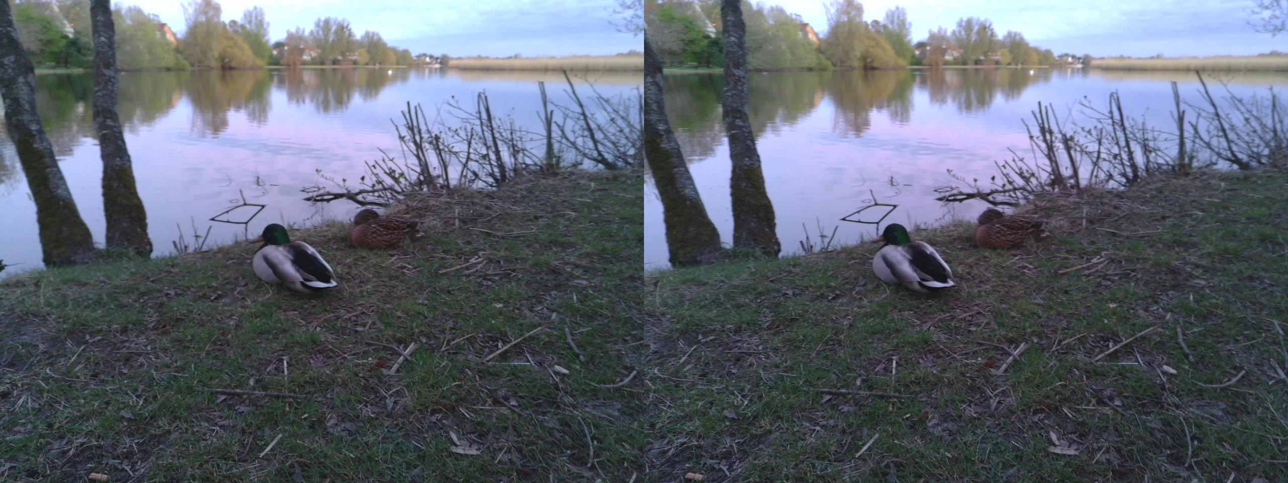 The Ducks