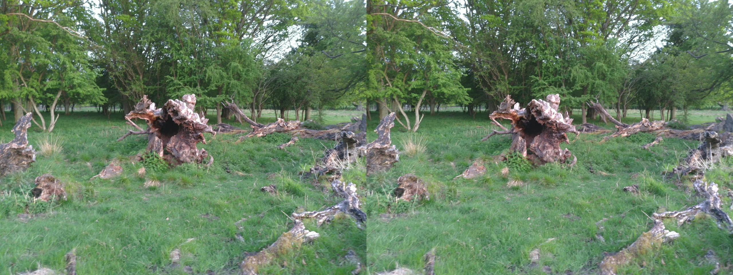 Fallen tree 1