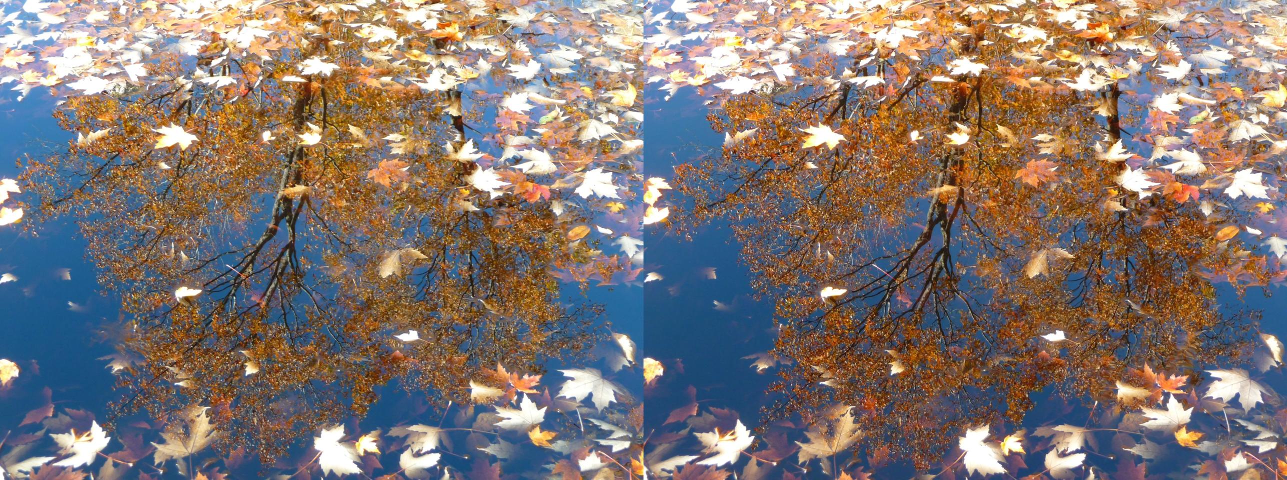 Gold tree reflection