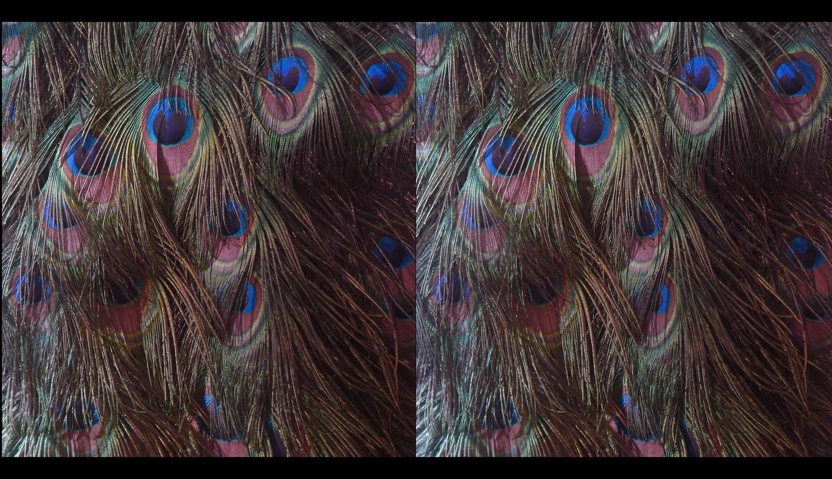 Fasan plumage iridescence