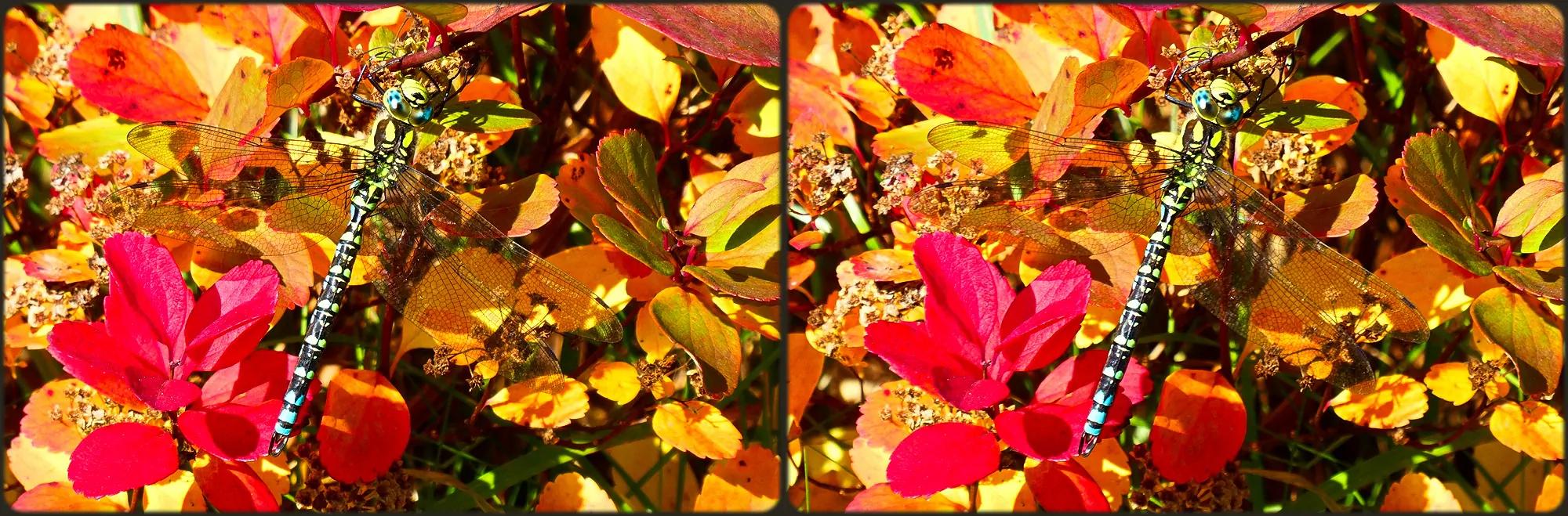 Herbst-Mosaikjungfer (Aeshna mixta)