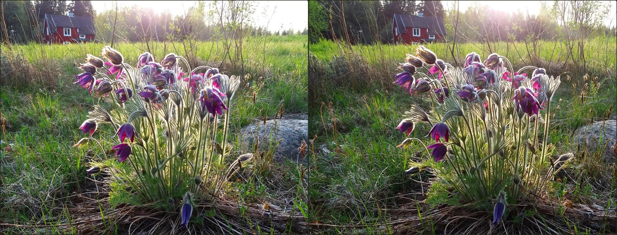 ... Pasqueflower (Pulsatilla vulgaris) ...
