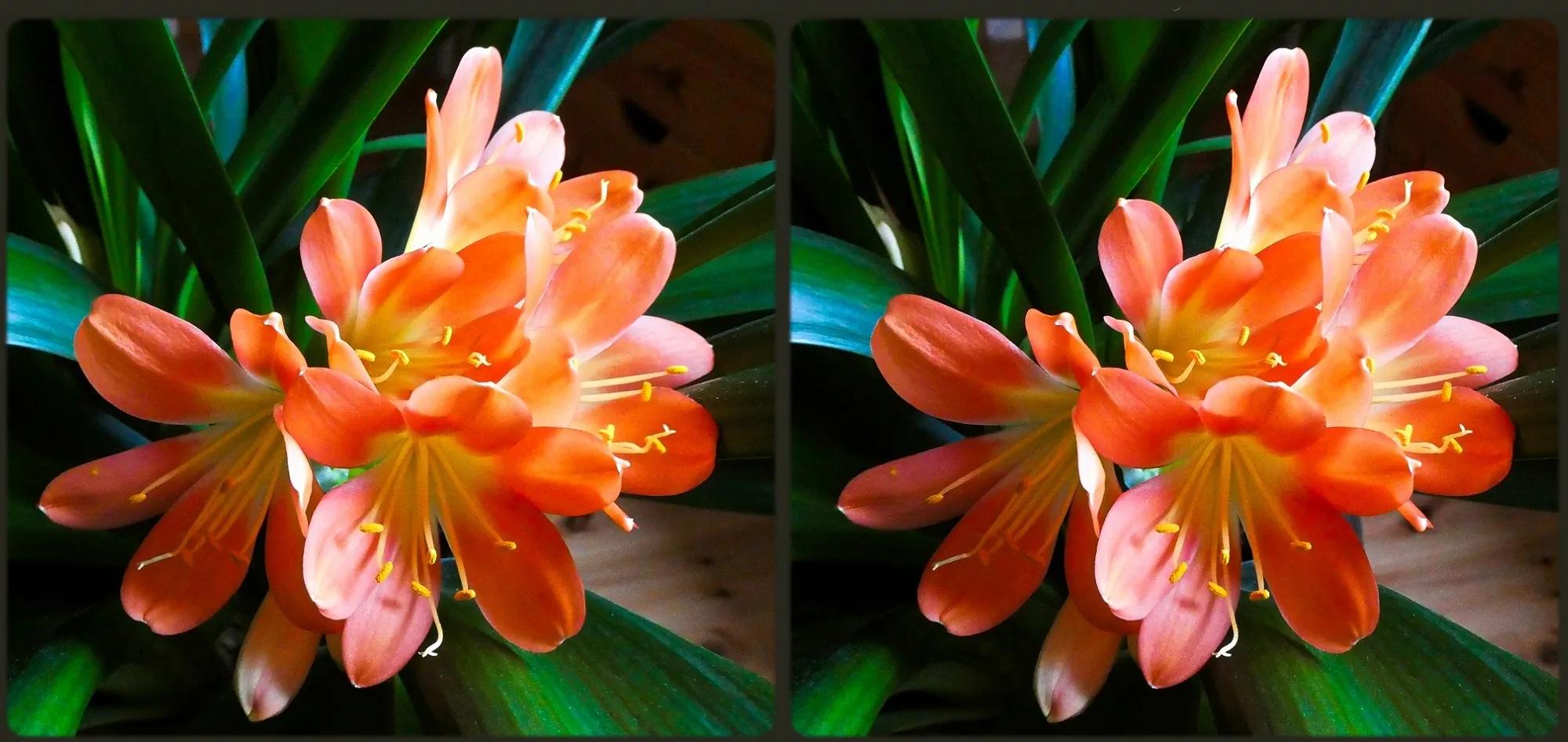 ... Clivia ...