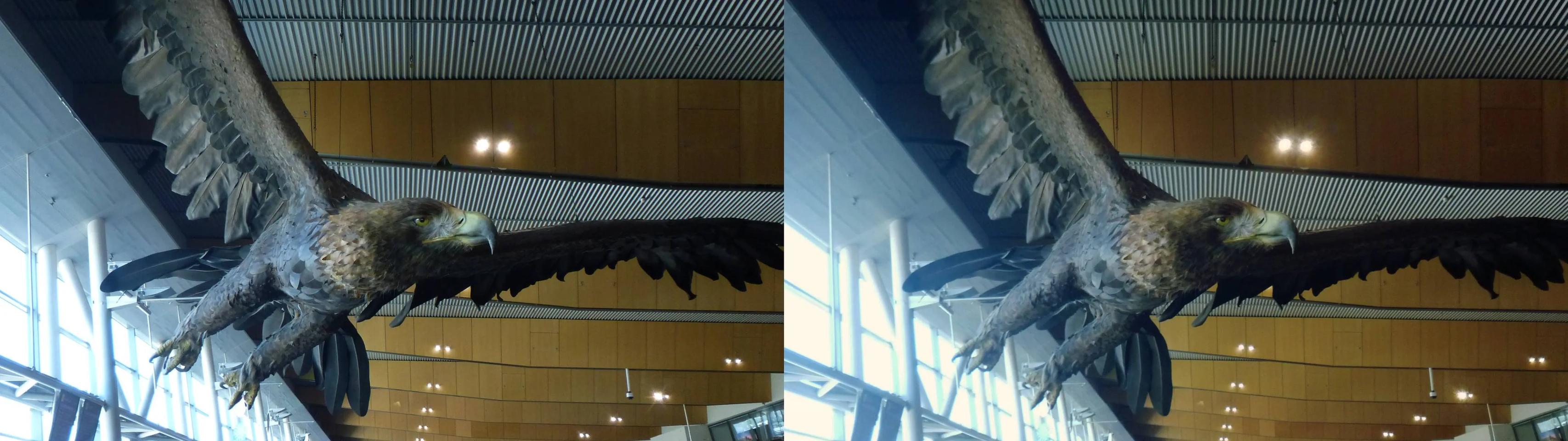 LOTR Eagle at Wellington Airport