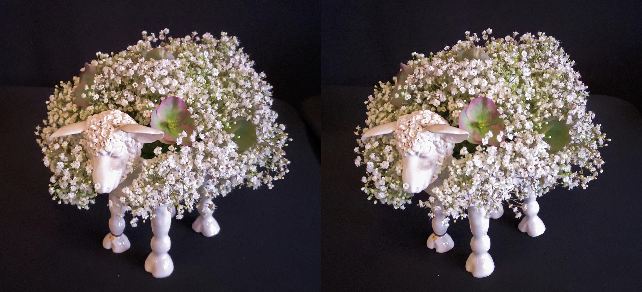 Baaabara Blooms by Anne Nicol