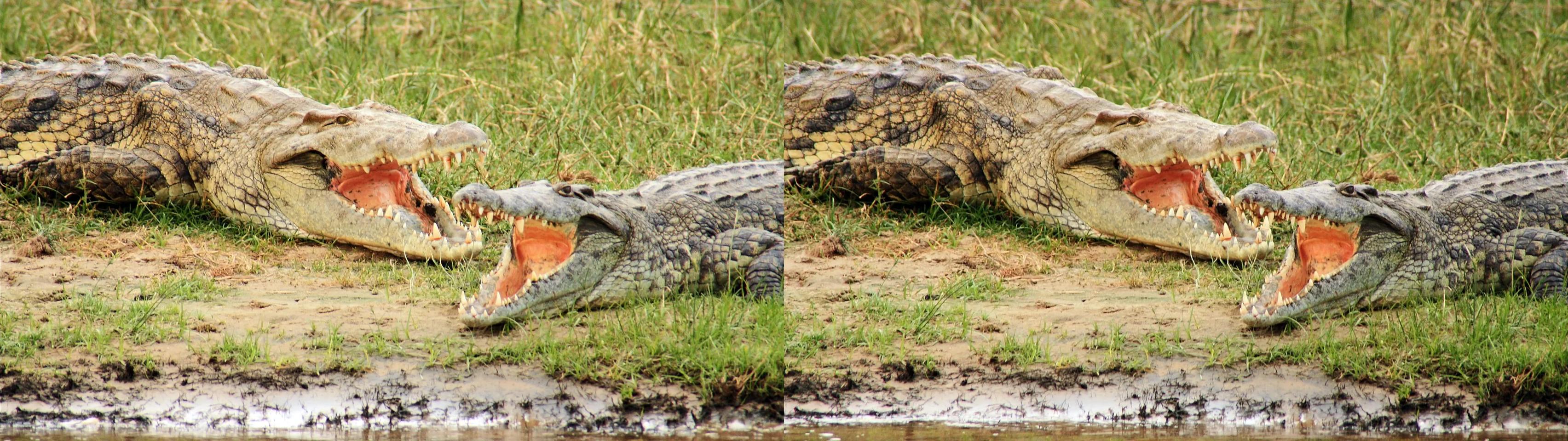 Crocodiles on the Nile, Uganda