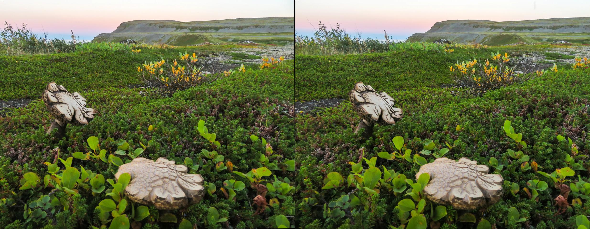 The world through the eyes of mushrooms