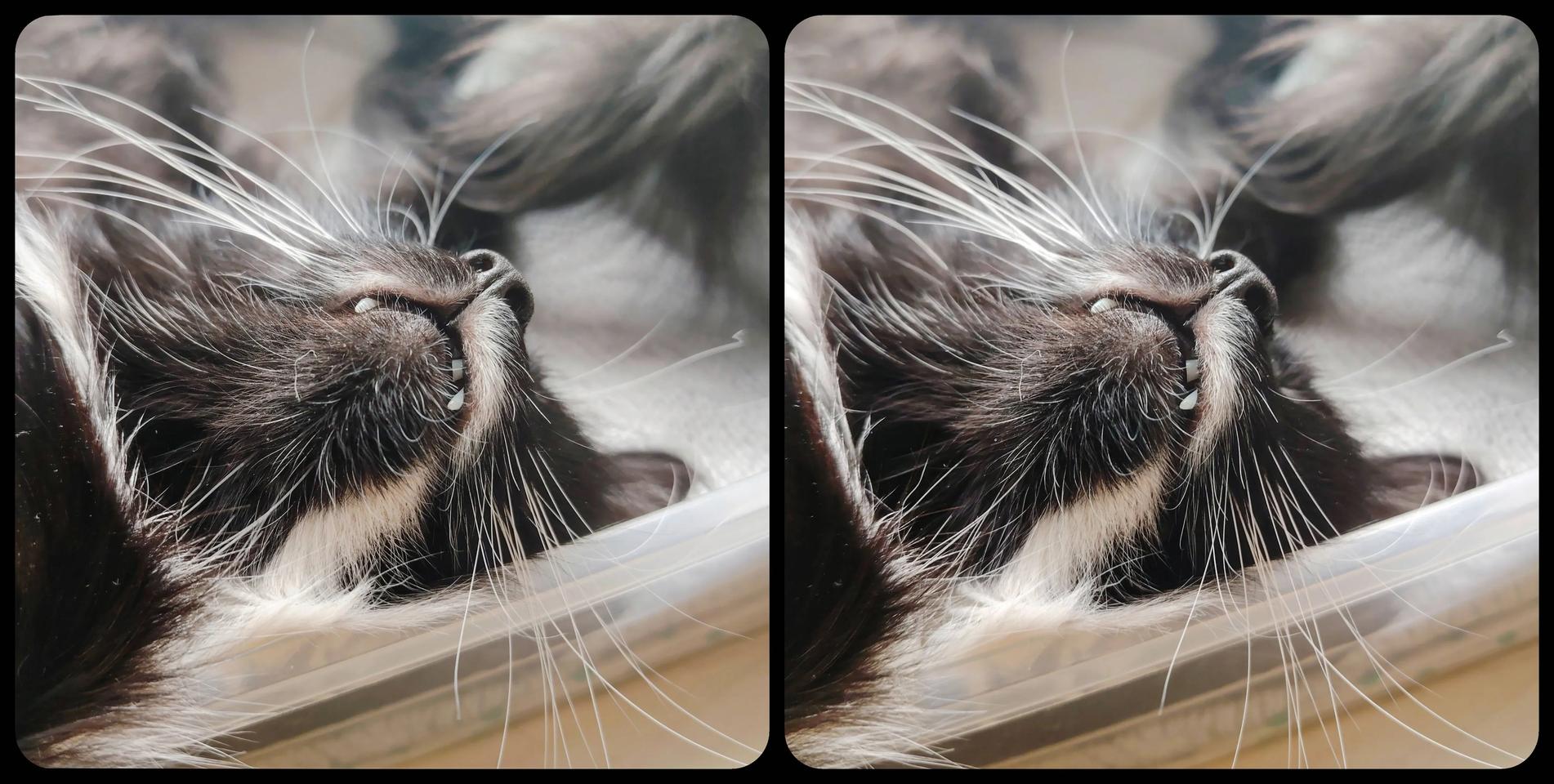 My cat sleeps in his favorite box